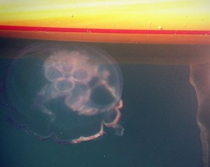 jellyfish-SUP-wrightsville